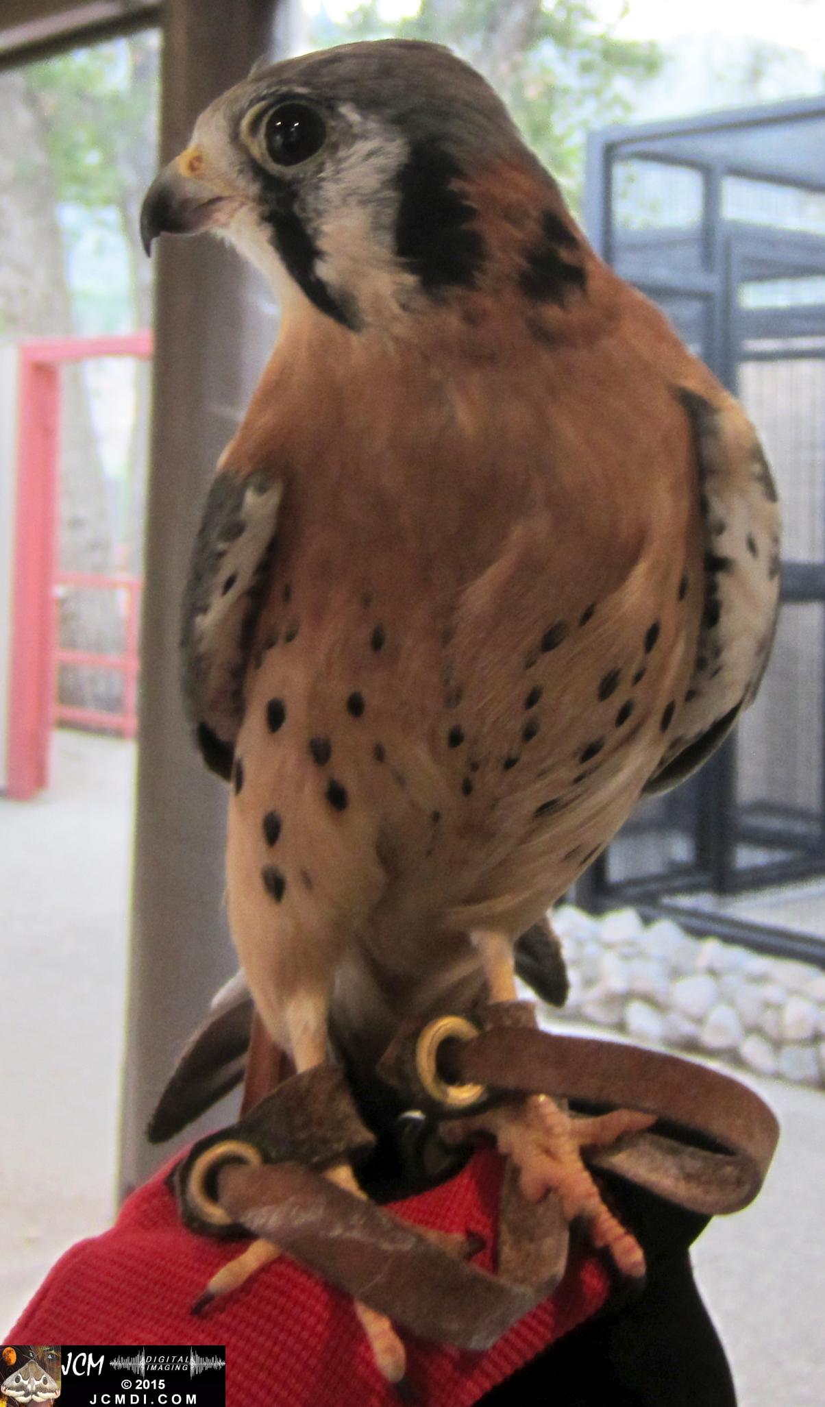 Kestrel at Placerita Nature Center